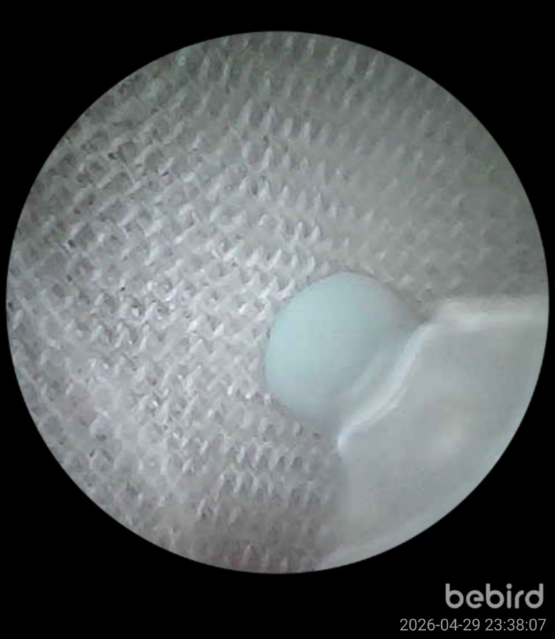 Bebird R1